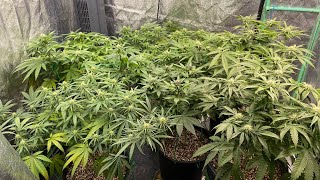 D21F So Cold… 6 Strain Cannabis Grow - Barney’s Farm and Emerald Triangle