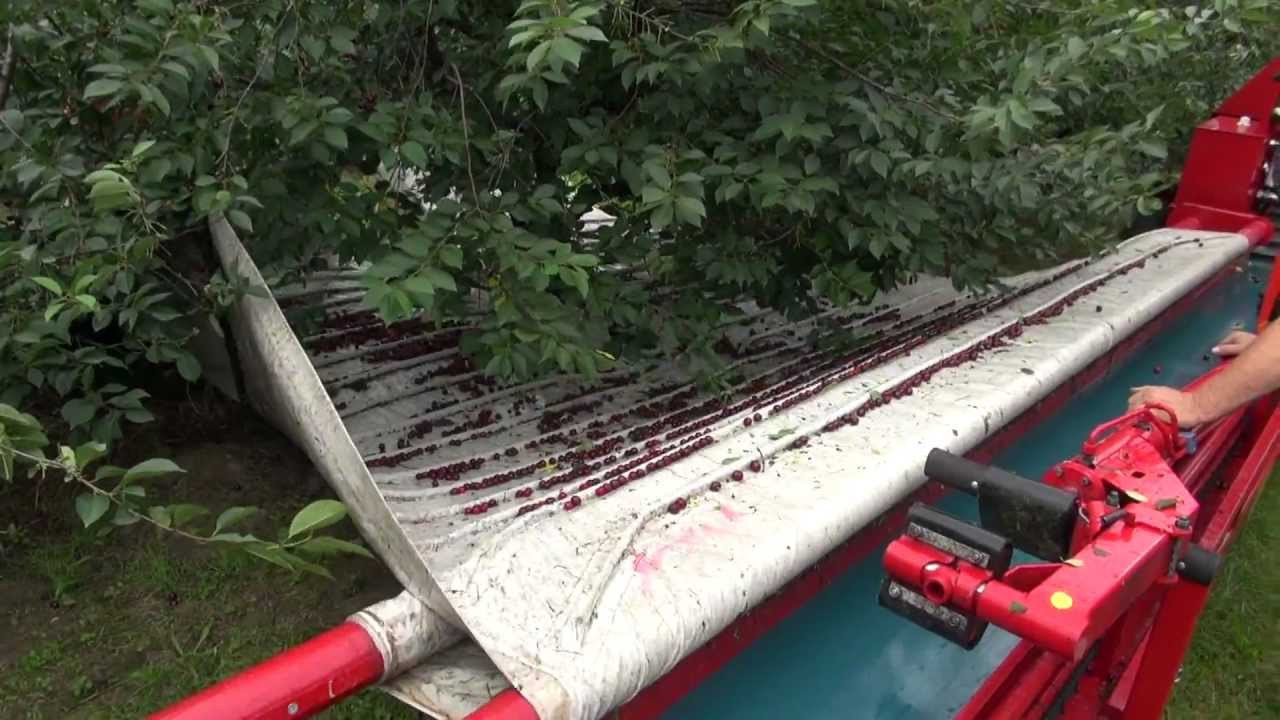 dawson v cherry tree machine maja cherry harvesting agregat otrząsająco czyszczący do wiśni i śliw dawson v cherry tree machine maja cherry harvesting agregat otrząsająco czyszczący do wiśni i śliw