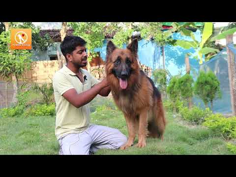 वीडियो: आपके कुत्ते की चिंता और आपके कपड़े के बीच आश्चर्यजनक संबंध
