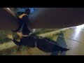 Bodycam: Officer Shoots Armed Fleeing Suspect. DeKalb, IL. August 8, 2021.