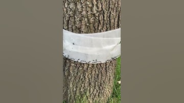 How to Get Rid of Spotted Lanternflies (The Easy Way)