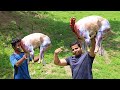 MUTTON ROGAN JOSH WITH FULL GOAT MEAT | COOKING IN WILD |