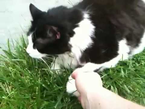 My Long Hair Tuxedo Cat Youtube
