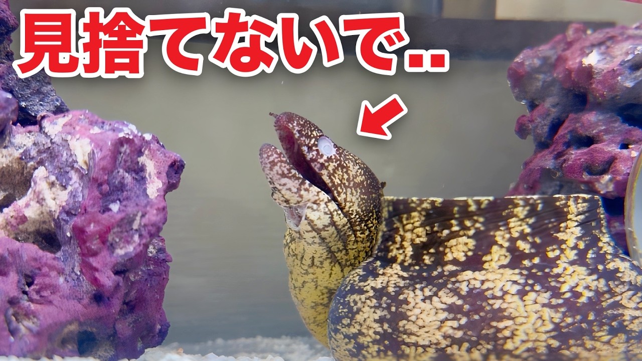 片目しかない瀕死のウツボを救いたい