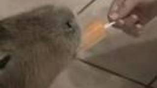 Caplin Rous Eats a Popsicle