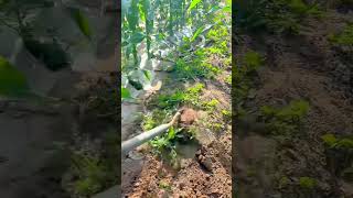 cleaning wild weeds and grass with a metal hoe in the middle of a green corn farm plantation