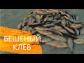 БЕШЕНЫЙ КЛЕВ ПЛОТВЫ на Можайском водохранилище зимняя рыбалка ловля на  мормышку по последнему льду