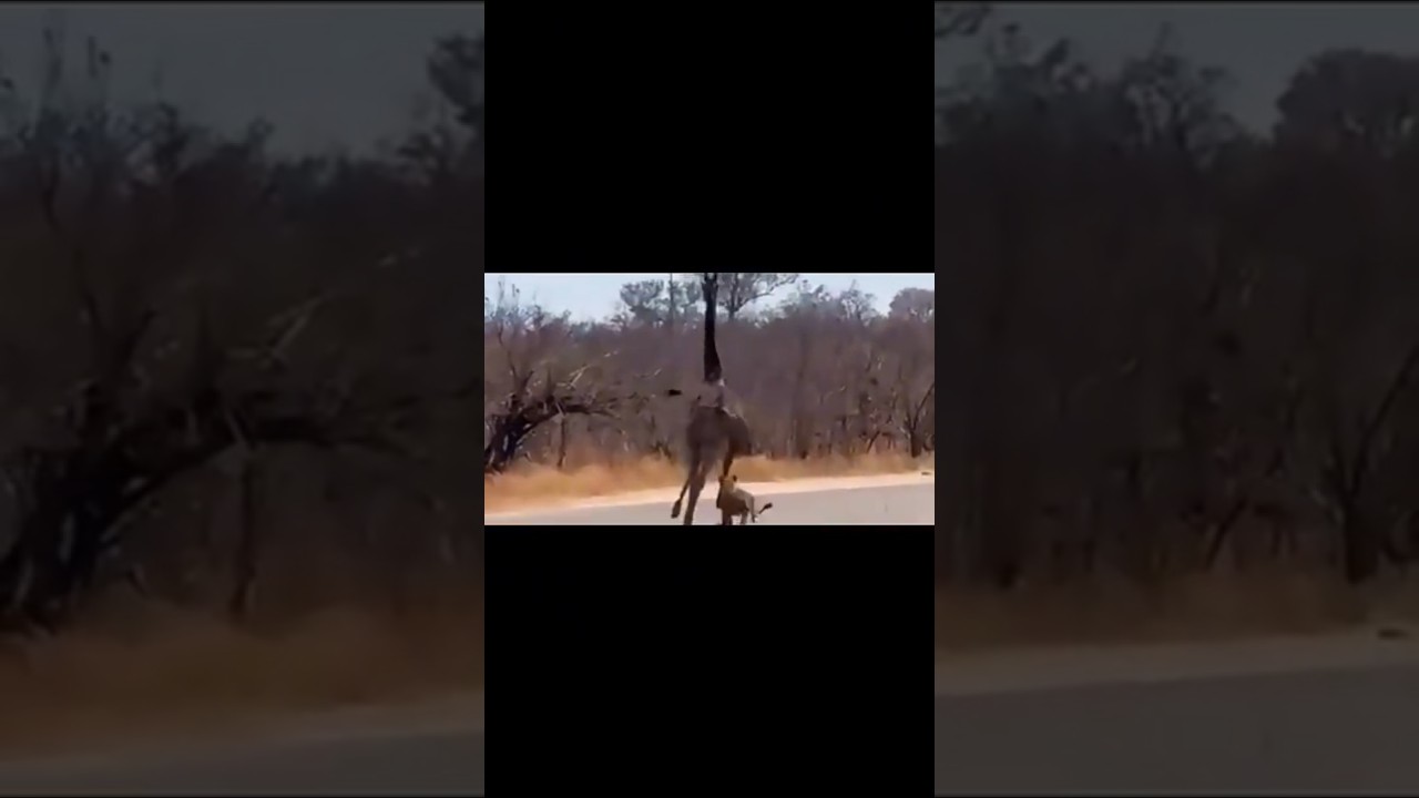 Лев 🦁 атакует жирафа 🦒 | Противостояние диких животных | Короткометражные фильмы о дикой природе