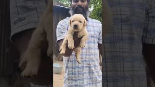 EXTERME QUALITY LAB PUPPIES FOR SALE #subscribe #labradorretriever #viralshort #trendingshorts