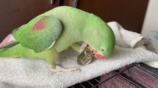 Alex got a new toy  @AlexTheParrot24 #pets #birds #parakeet #parrots #birdsounds #cute #yt