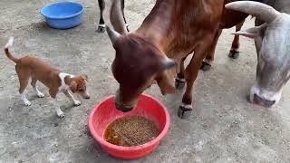 Feeding Horse Gram Kulthi To The Bulls On Tuesdays To Pacify Mars