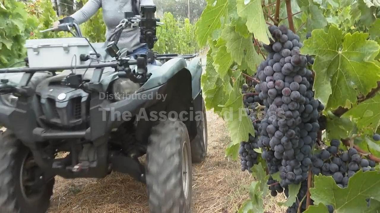 Napa winemakers let AI take the wheel in high-tech harvest