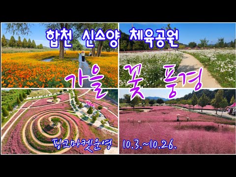 합천신소양체육공원 가을꽃 풍경 / 핑크뮬리, 황화코스모스, 구절초  등 / Pink Muhly Grass