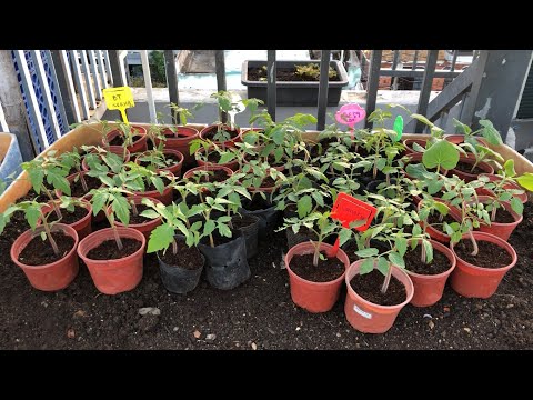 Video: Cây cà chua tím Cherokee: Tìm hiểu về cách trồng cà chua tím Cherokee