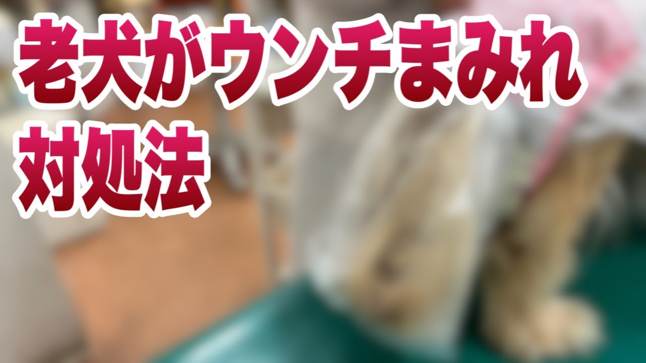 老犬がいたるところで排便してウンチまみれ！対処法を実演【獣医師解説】