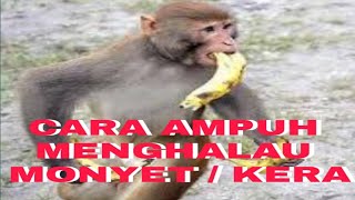 Cara ampuh mengusir hama monyet dan kera dari kebun