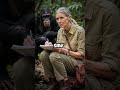 She Quit Her Job to Live With Chimps - What She Discovered Changed Science Forever