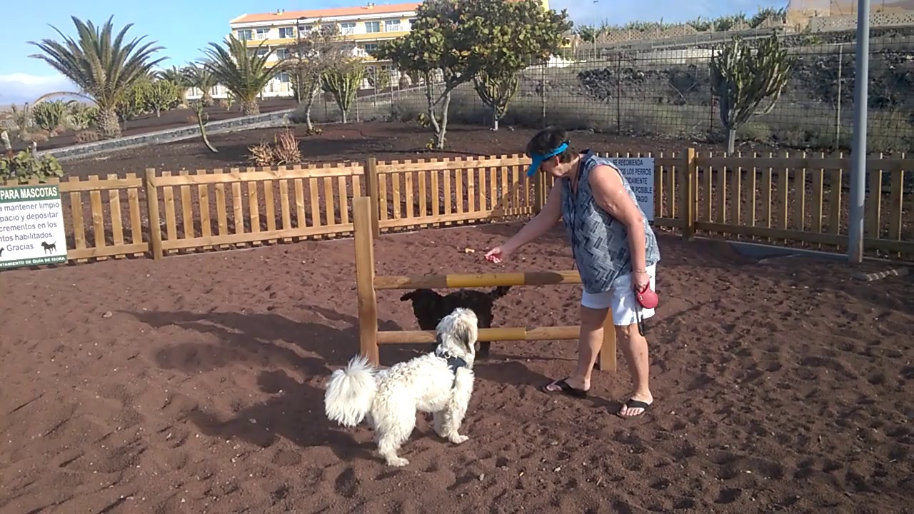 rufus alternative Cockapoo won't jump