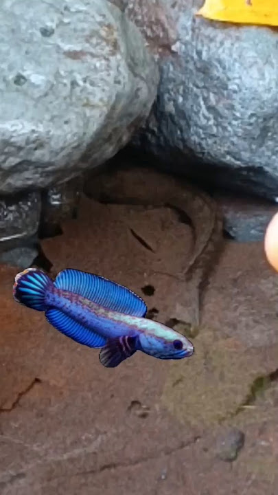 CARA MENANGKAP IKAN CHANNA DI SUNGAI, CHANNA LIMBATA - IKAN CHANNA #shorts #channa #limbata #viral