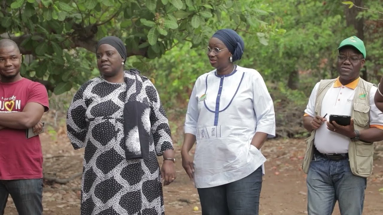 L’anacardier, une source de richesse importante pour les zones de savanes de la Côte d’Ivoire