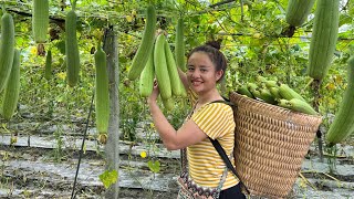 Harvesting the garden of fragrant melon and green beans to go to the market to sell