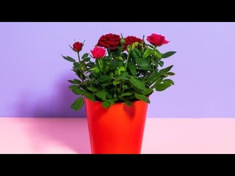 Video: Kako uzgajati posnu ružu - uzgajajte kućnu biljku kurik za post