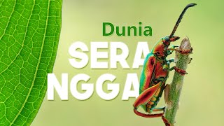 Menjelajah Dunia Serangga