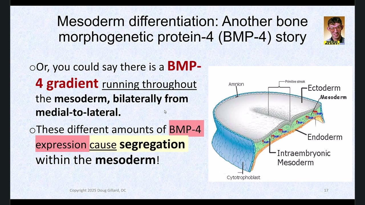 Mesoderm Differentiation: Meet the paraxial, intermediate, and lateral plate mesoderm. Embryology