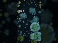 4K Fungi and Bacteria Time-Lapse 10 #fungi #bacteria #timelapse