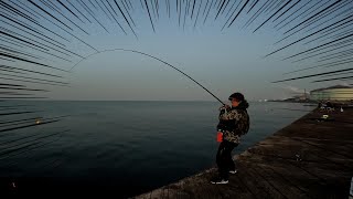 泳がせ釣りに予想外の最高の魚が掛かる！