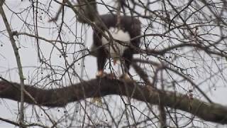 Bald Eagle eating fresh catch in a tree