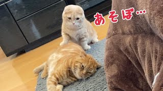 久しぶりの兄猫と短足猫との戯れ合いが可愛すぎたw by ねおの猫。短足マンチカンよちひこ 4,273 views 2 years ago 8 minutes, 18 seconds