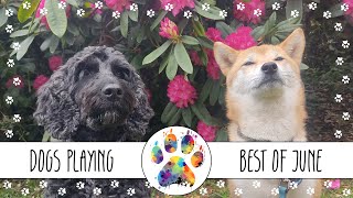 DOGS PLAYING  Best of May  2022  Dog interaction, play and body language #dogs #cutedogs