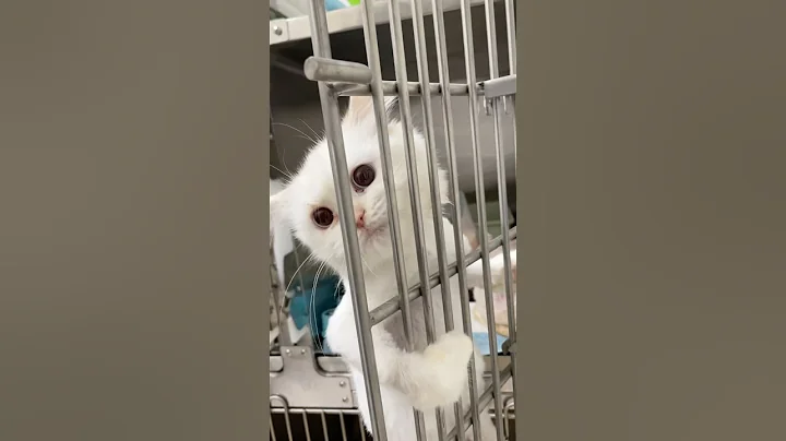 Video 10871021: persian cat kitten animal, persian cat kitten cute, persian cat kittens funny