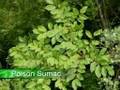 Poison Oak and Ivy Training part 1