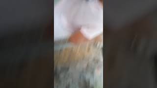 Visita al sementerio parte 2