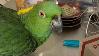 Lala showing off  Yellow Naped Amazon Parrot talking and singing