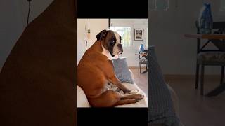 He loves watching tv ❤ #boxerdog #boxer #doggo #funnydog #doggo