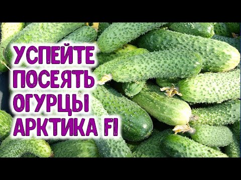 Видео: Өндөр ургацтай, өөрөө тоос хүртдэг өргөст хэмхний задгай талбайн сортууд