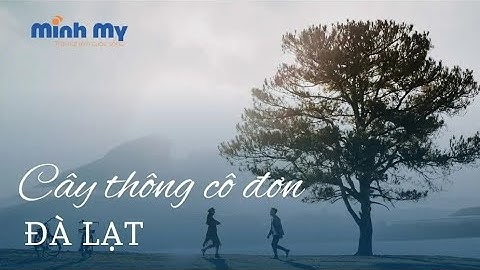 Cây Thông Cô Đơn Đà Lạt – Trải Nghiệm Bình Yên Giữa Thiên Nhiên Hoang Sơ