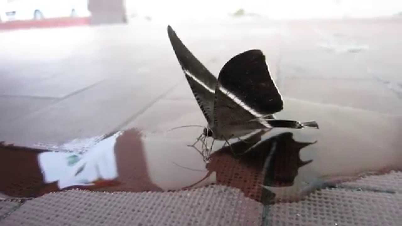 Tropical giant swallowtail MOTH DRINKING WATER. See the proboscis... YouTube