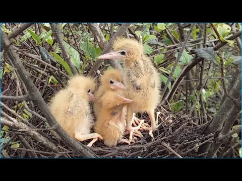 Members of the bird family leave the nest -  good luck to them