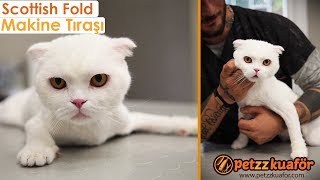 Scottish Fold Makine Tıraşı - Anestezisiz Makine Tıraşı Nasıl Yapılır?