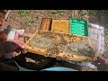 MENTOR'S HIVE GETS A BOOST #honey #beekeeper #beehive #beesting  #apimaye #Bee
