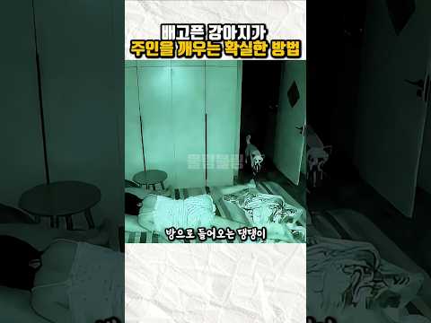 배고픈 강아지가 집사를 깨우는 가장 확실한 방법 🍚🐶 #댕댕이 #웃긴영상 #Shorts