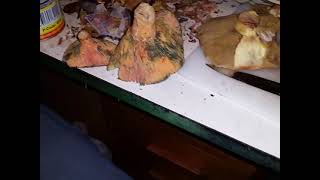 Mushroom Season 2 - Red Pine Mushrooms And Slippery Jacks