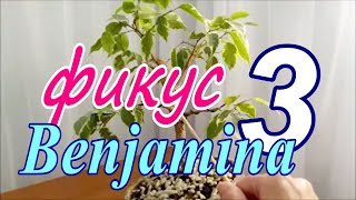 Фикус Бенджамина/Ficus Benjamina. Варианты обрезки ствола  Осень 2021