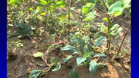 New Technology and Future of Pigweed Control