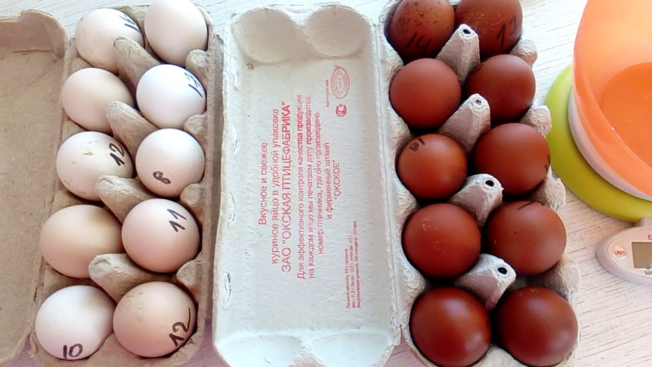 Инкубационное яйцо марана купить. Яйца Маран для инкубации. Маран цвет яйца. Маран вес яйца. Инкубация Маранов.