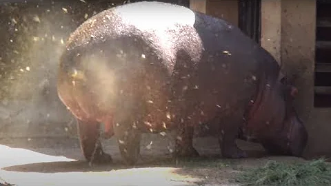AMAZING HIPPO POOPING SPINNING TAIL ! ONE OF A KIND FOUNTAIN BURST OF EPIC PROPORTIONS !!!!!!!!!!!!! - DayDayNews